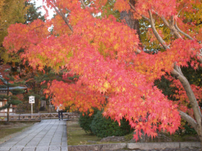 智積院の紅葉